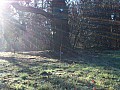 Target 32 up in the tree